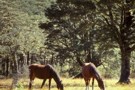 Wild horses, Ada Valley.