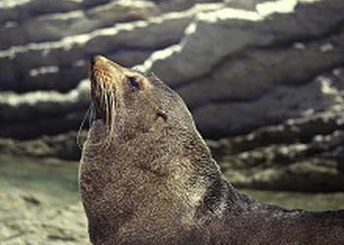 New Zealand fur seal basking amongst limestone, Kaikoura Peninsula