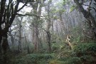 Mist in the beech forest