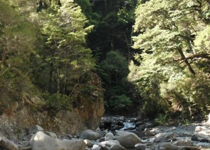 Kiwi Creek, Kaweka FP