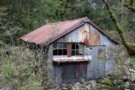 Derelict miners hut Lyell Creek May 2014