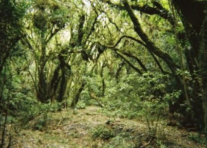 Eastern Ruahine bush