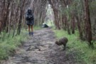 Stewart Island kiwi
