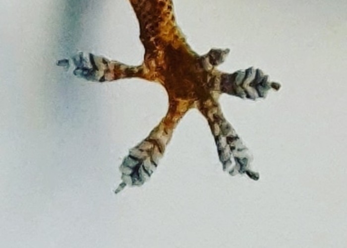 Barking Gecko's foot