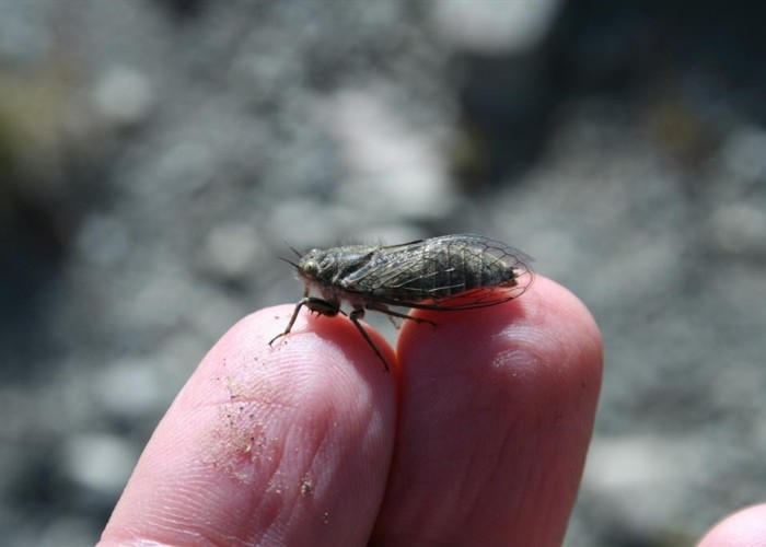 Alpine cicada