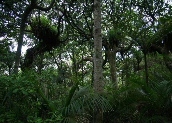 Nikau and puriri forest