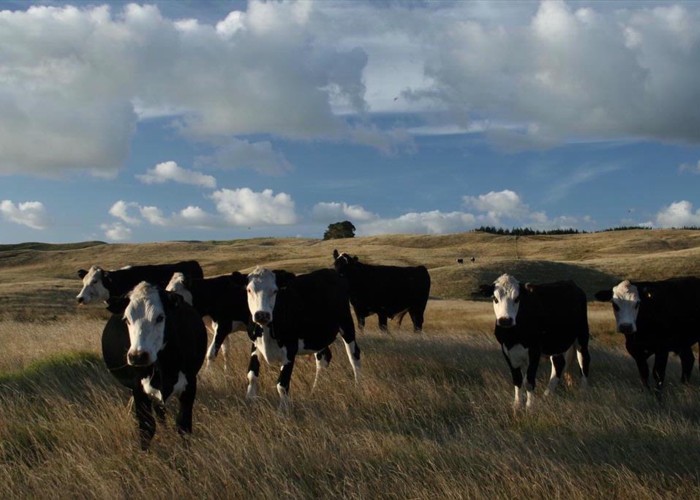 Kai Iwi cows