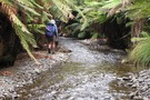 In the Kakanui Stream