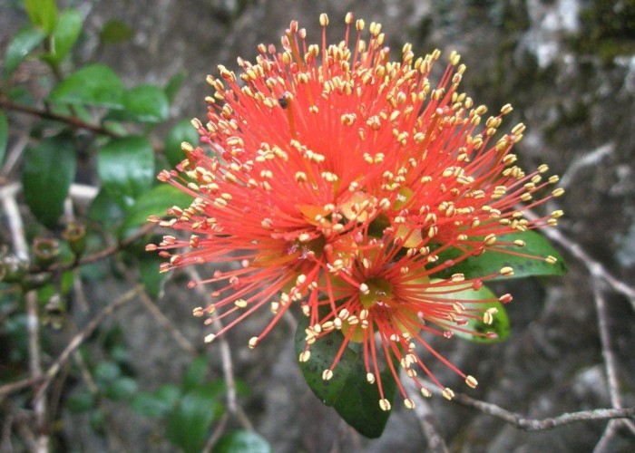 Rata Flower