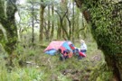 Campsite in beech forest beside the Forgotten river