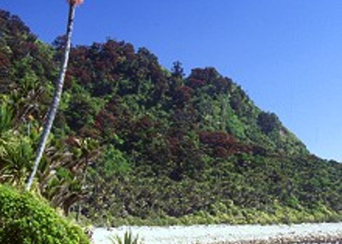 Northern rata and nikau palm coastal forest.