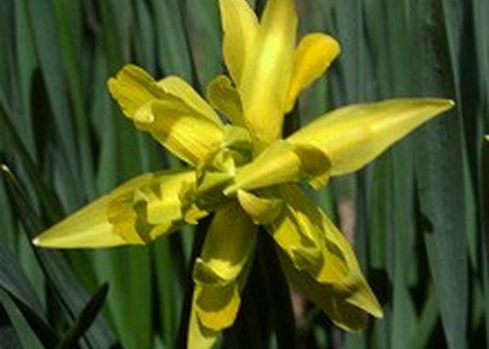 Daffodil, Macetown.