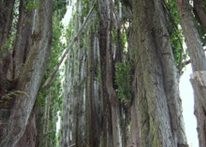 Avenue of poplars, Waimairi Walkway.