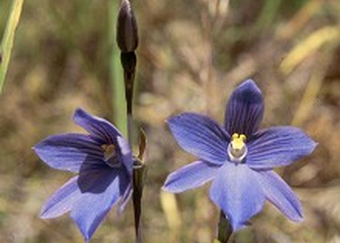 This <i>Thelymitra cyanea</i> was growing in clayey soil alongside sundews near Big River Hut, Victoria Forest Park.