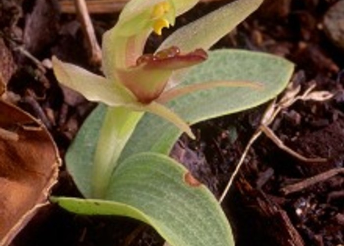 <i>Chiloglottis cornuta</i> in cultivation.