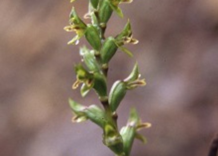 <i>Prasophyllum colensoi</i>