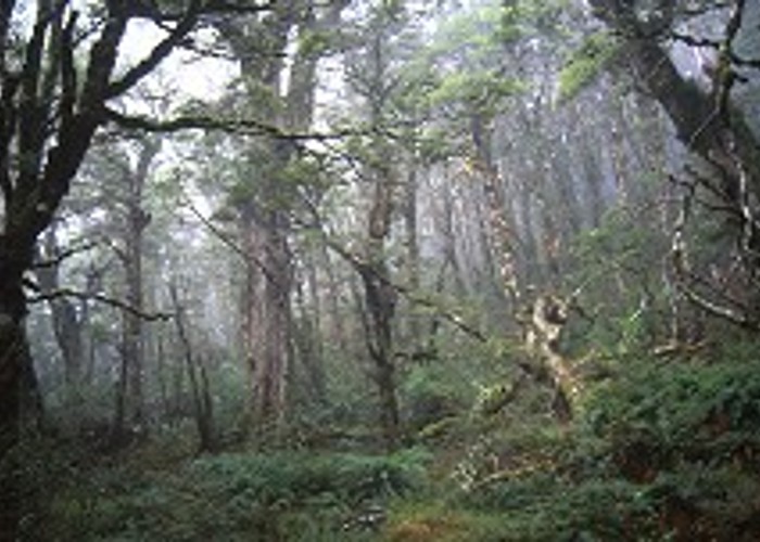 Mist in the beech forest, Lewis Tops Track