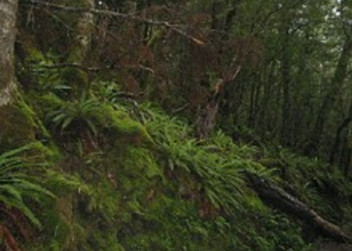 Forest, Kepler Track