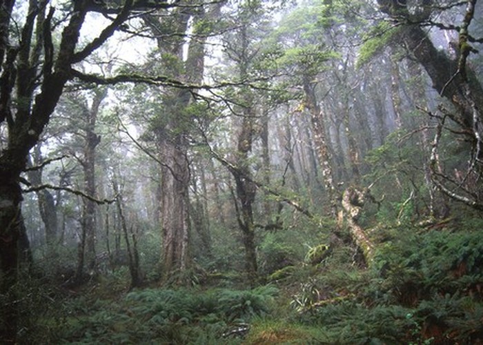Mist in the beech forest