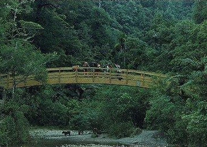 Bridge on the Orongorongo Track