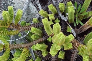 alpine plant