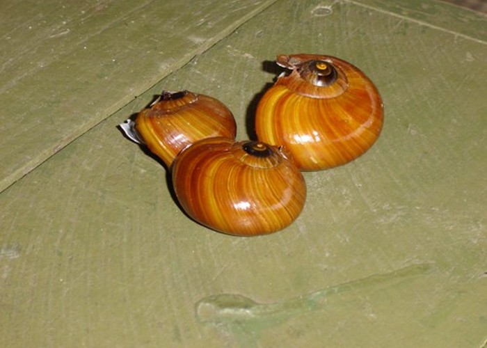 Powilliwhanta Shells