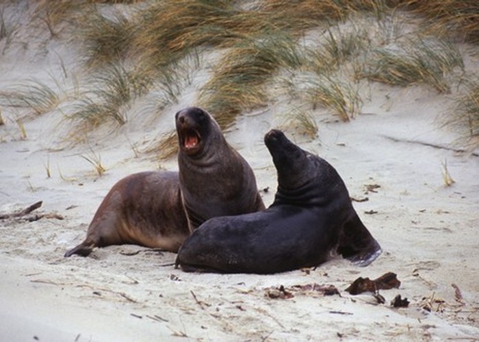 Hooker's Sea lions, Sandfly Bay