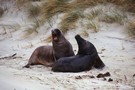 Hooker's Sea lions, Sandfly Bay