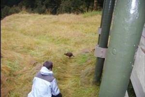 Curious Weka