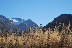 Light in the grasses - Mt Rolleston sits behind (in darkness)