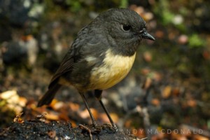 South Island Robin