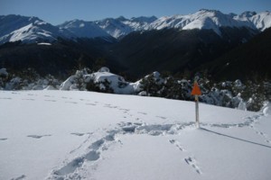 Lewis Pass tops