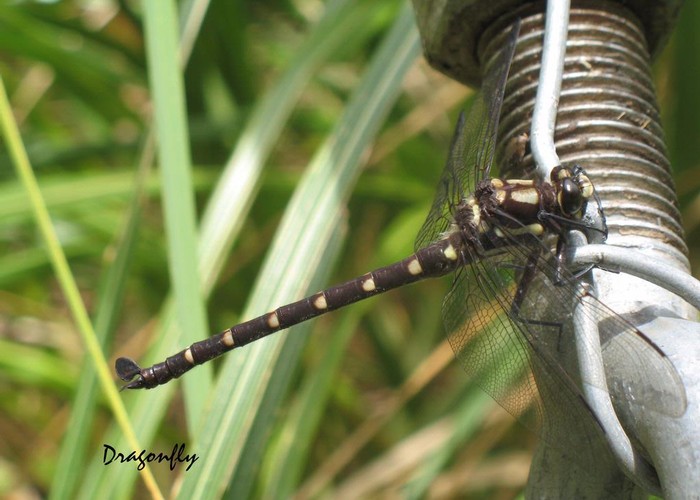 Dragonfly (Odonata sp.)at Mitre Flats Bridge