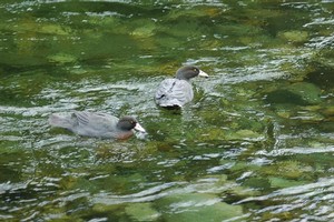 Whio on the Olivine River