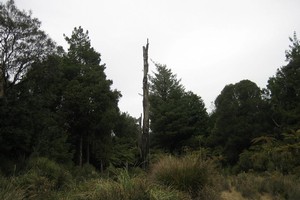 Dead tree