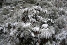 Umutoi ferns snow