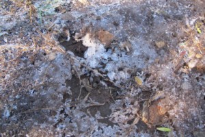 ice on summit of pukeatua