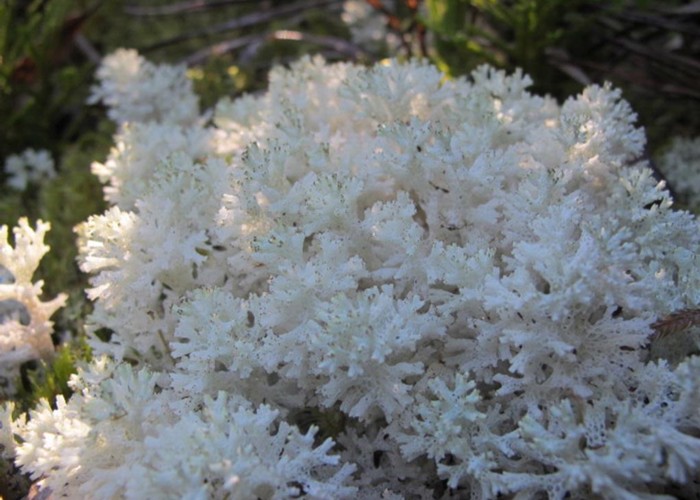 snow lichen