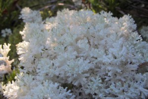 snow lichen