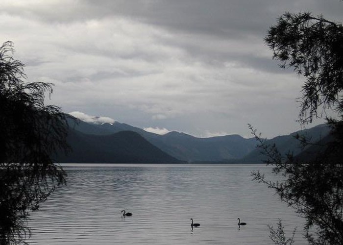 Swans on Lake Rotoroa