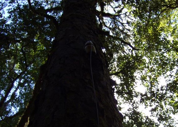 Insulator grown into Rimu tree near Dough Town  August 2012