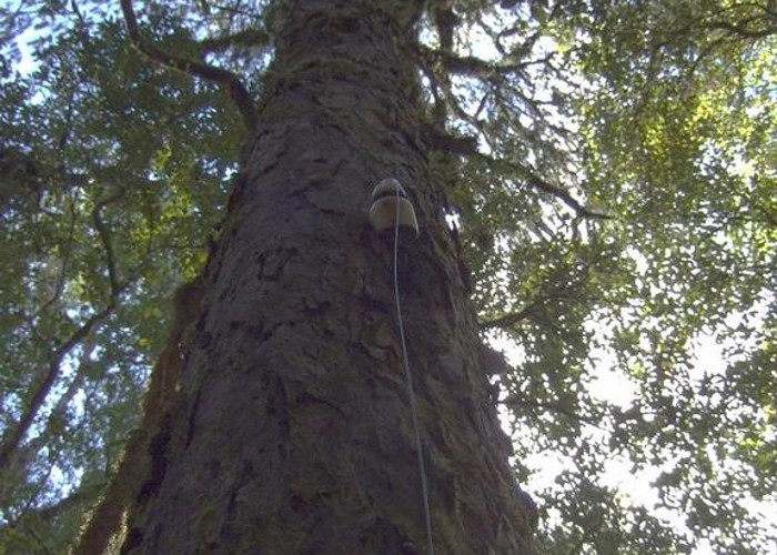 Insulator grown into Rimu tree near Dough Town  August 2012