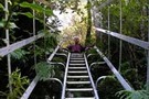 Waiaua Gorge ladder