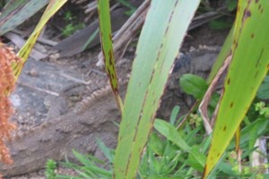 tuatara