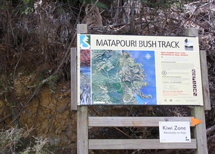Matapouri Bush Track