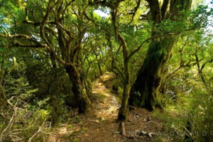 Mt Duppa Track