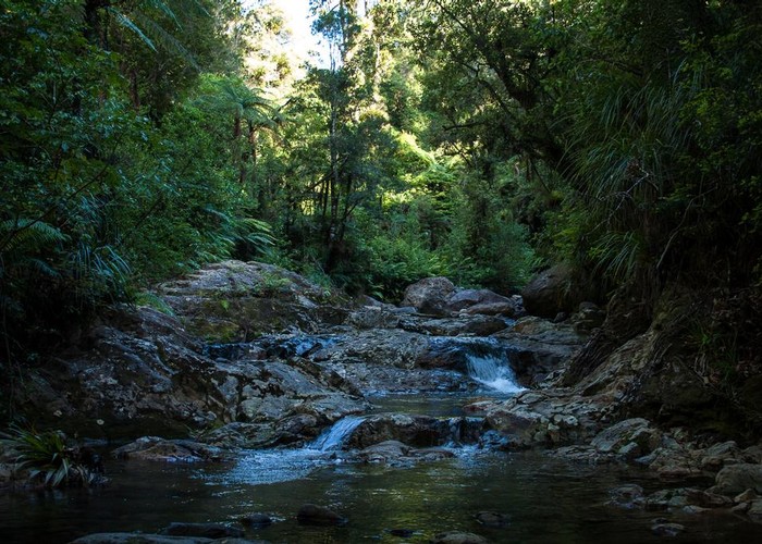 Waiomu Creek