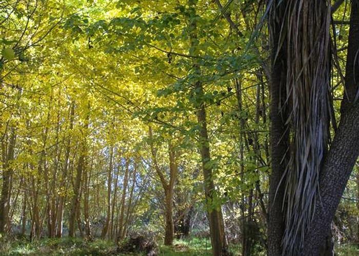 Poplar forest