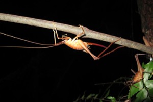 weta