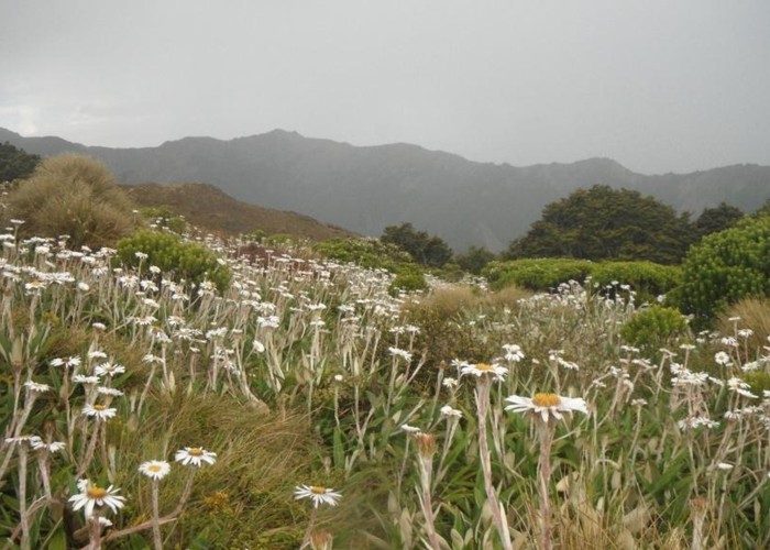 Mountain daisies in full force